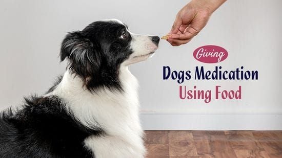 Hiding Pet Medications Using Food Hiding Pet Medications Using Food